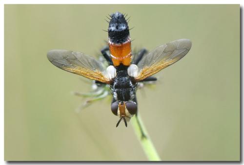 Cylindromyia rufifrons