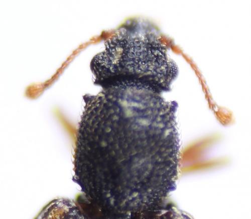 Monotoma picipes