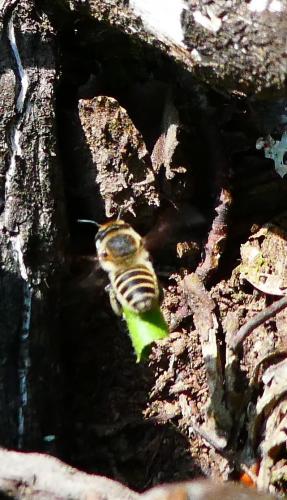 Megachile sp.