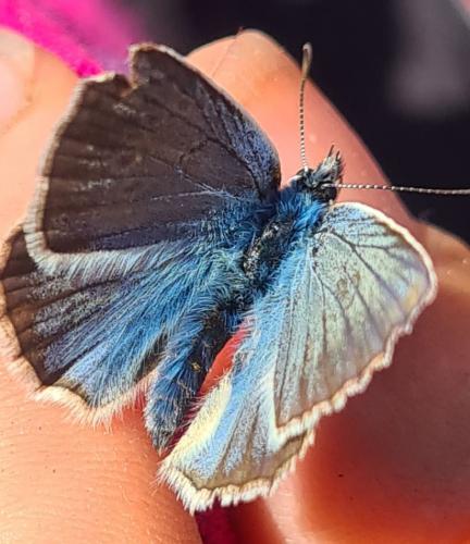 Polyommatus damon