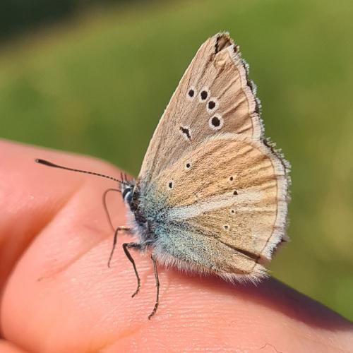 Polyommatus damon