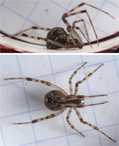 Parasteatoda tepidariorum