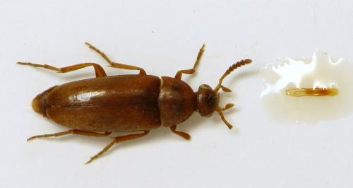 Pentaria badia