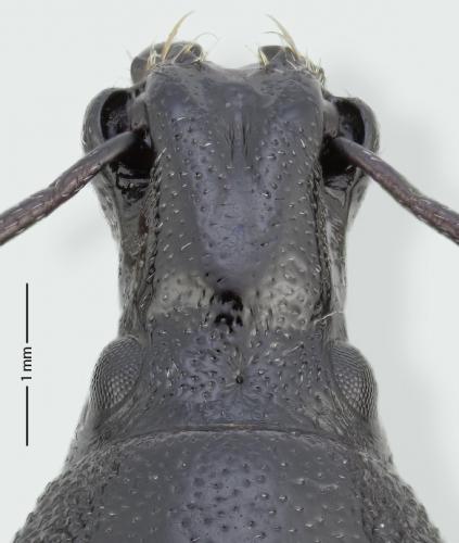 Réf. 288 125 : Otiorhynchus pourtoyi