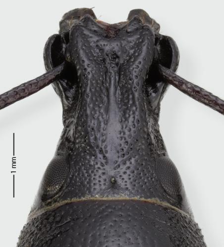 Réf. 288 126 : Otiorhynchus pourtoyi