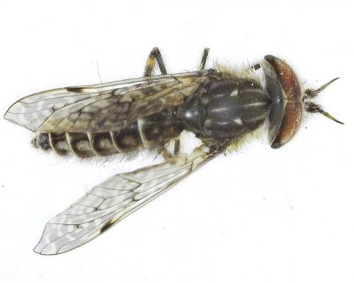 Haematopota pluvialis