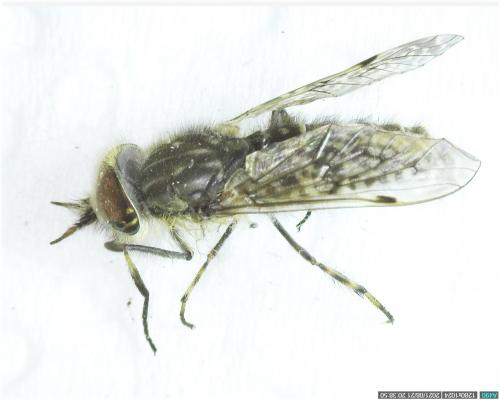 Haematopota pluvialis