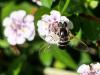 288290 – Photo : Danièle Tixier-Inrep – France (30)