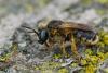288541 – Photo : Henk Wallays – France (30)