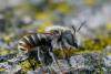 288566 – Photo : Henk Wallays – France (30)