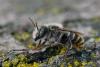 288567 – Photo : Henk Wallays – France (30)