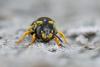 288102 – Photo : Henk Wallays – France (30)