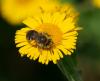 288941 – Photo : Didier GODREAU – France (85)