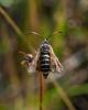 288093 – Photo : Didier GODREAU – France (85)