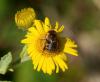 288152 – Photo : Didier GODREAU – France (85)