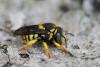 288100 – Photo : Henk Wallays – France (30)