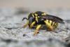 288104 – Photo : Henk Wallays – France (30)