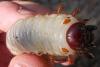 Oryctes nasicornis