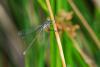 Lestes sp.