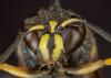 288445 – Photo : Paul Vignac – France (20)