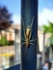 288579 – Photo : Mme Leconte – France (21)
