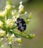 288769 – Photo : Catherine Reymonet-Smitten – France (19)