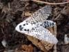 288685 – Photo : Catherine Reymonet-Smitten – France (19)