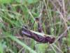 288164 – Photo : jojo de radon – France (10)