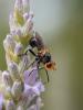 288175 – Photo : sylvianne Dutertre – France (46)