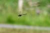 288412 – Photo : Maamar SELLAM – France (28)