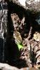 Megachile sp.