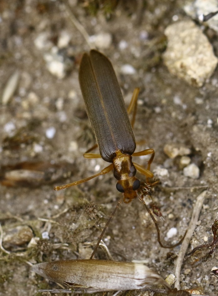 brigitte - Nacerdes (Xanthochroa) carniolica - réf. 288138 (700 x 950 pixels, 185 ko)