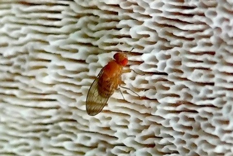 Philippe Defranoux - Drosophila sp. - réf. 288142 (480 x 321 pixels, 71 ko)