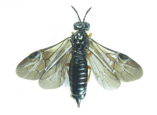 Réf. 289 052 : Blasticotoma filiceti