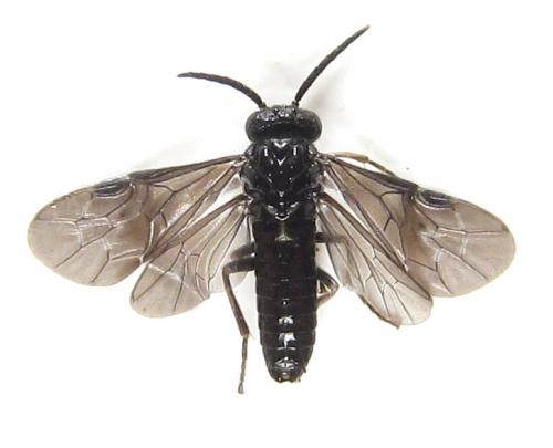 Birka cinereipes