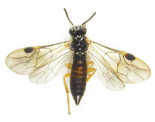 Heptamelus ochroleucus
