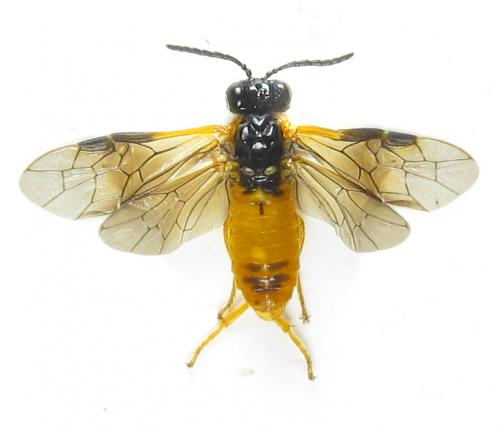 Selandria serva