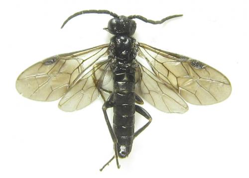 Réf. 289 805 : Ametastegia carpini