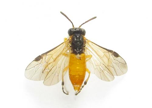 Réf. 289 973 : Athalia circularis