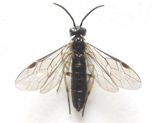 Ametastegia carpini