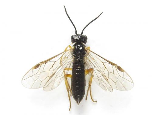 Ametastegia pallipes