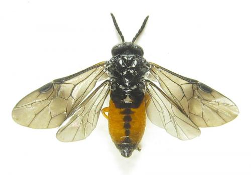 Eutomostethus luteiventris