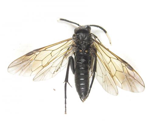 Réf. 289 237 : Macrophya infumata