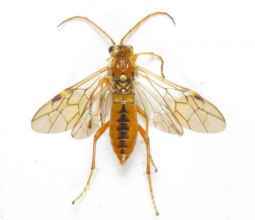 Réf. 289 442 : Tenthredopsis nassata