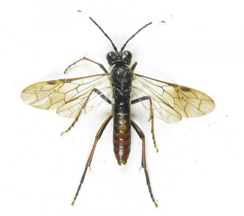 Réf. 289 593 : Tenthredo livida