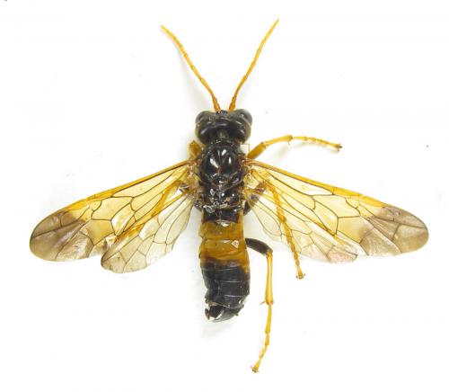 Tenthredo campestris