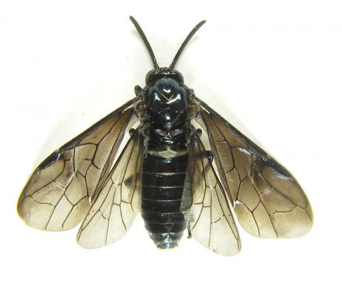 Réf. 289 040 : Arge gracilicornis