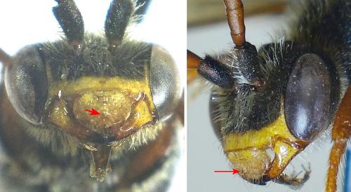 Nomada sp.