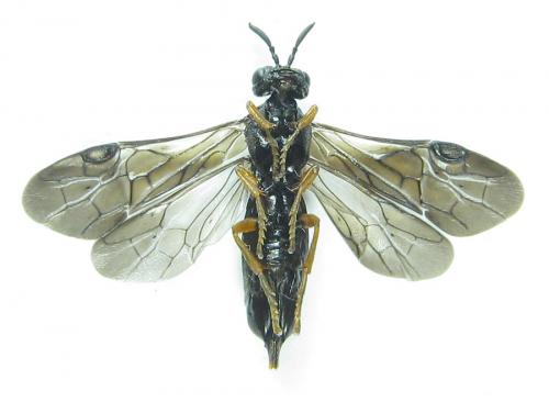 Réf. 289 053 : Blasticotoma filiceti