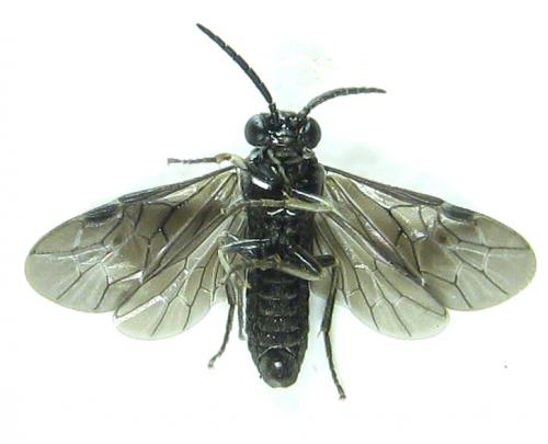Birka cinereipes